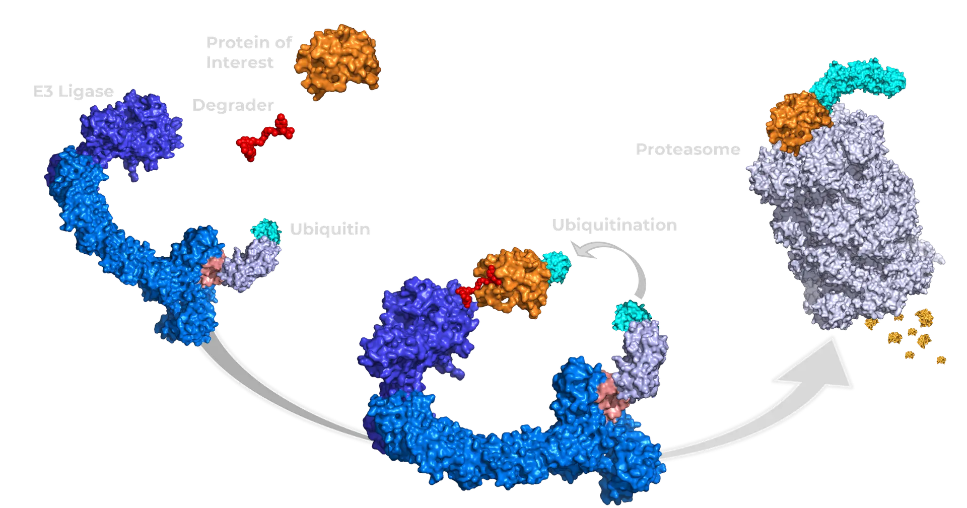 Diagram of targeted protein degradation
